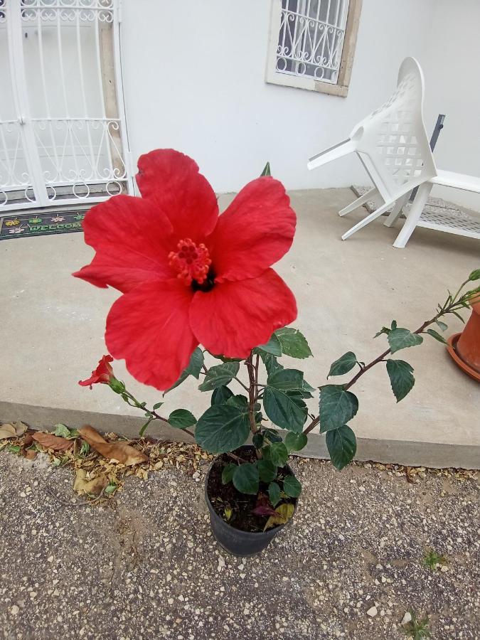 Hibiscus Siracusa 시라쿠사 외부 사진