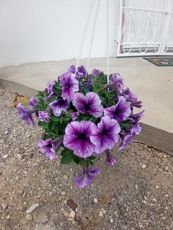 Hibiscus Siracusa 시라쿠사 외부 사진